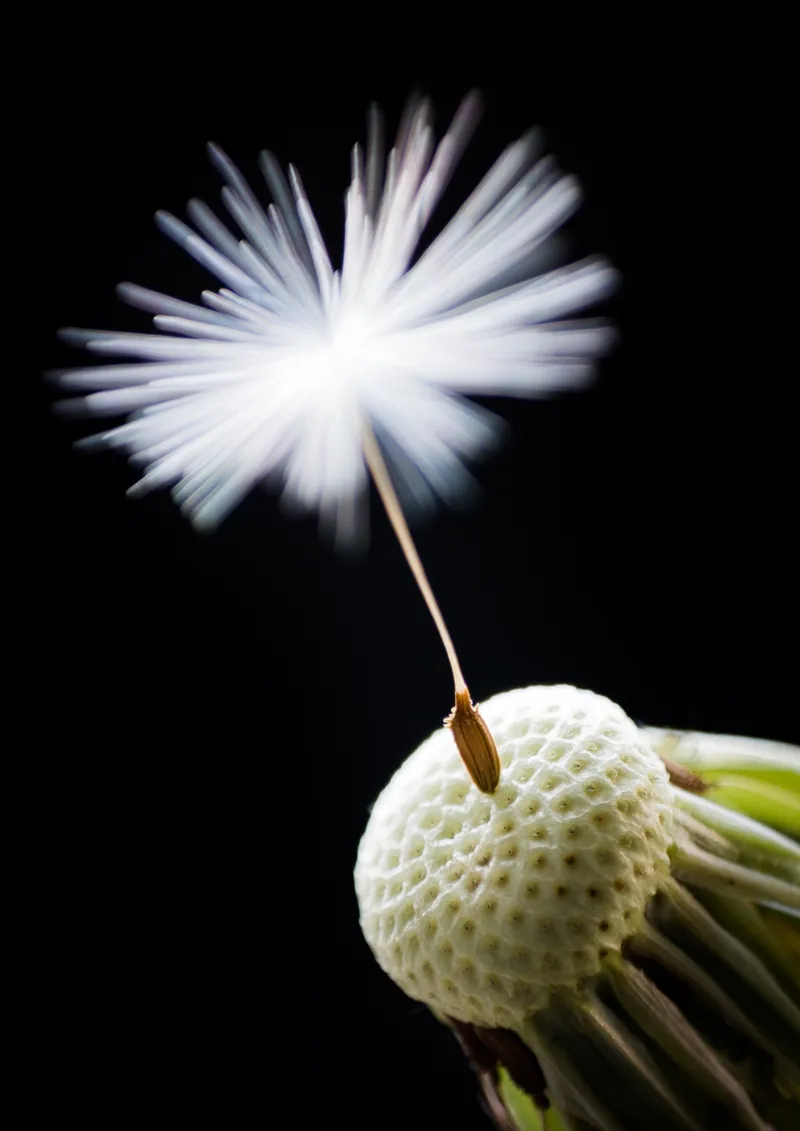 Dandelion seed in the dark