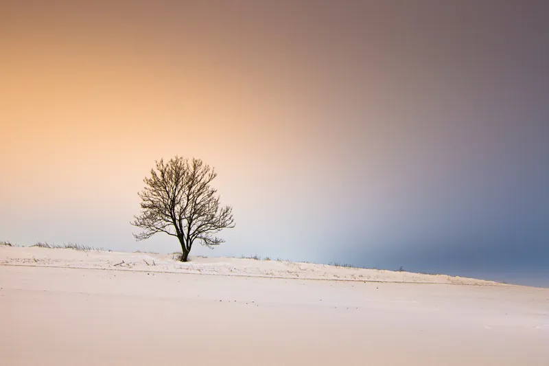 Lone tree in snow